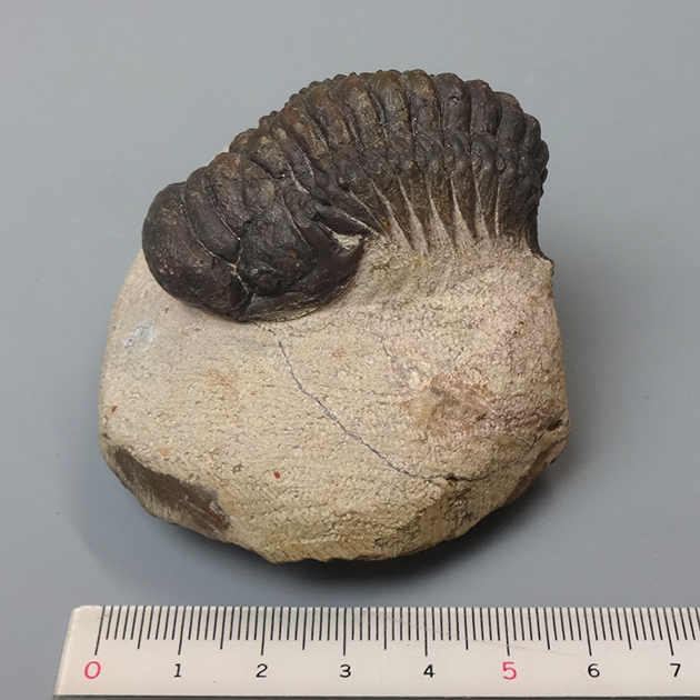 三葉虫（Crotalocephalina）｜化石販売・鉱物販売の東京サイエンス