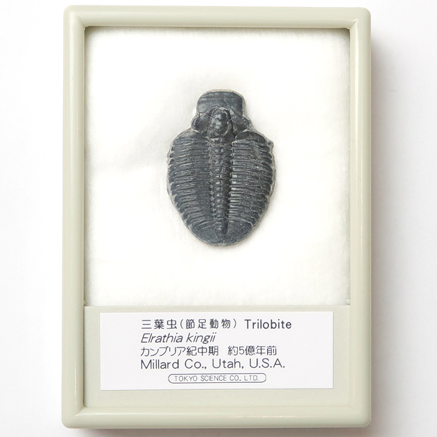 セールの通販 三葉虫　化石 アンティーク/コレクション