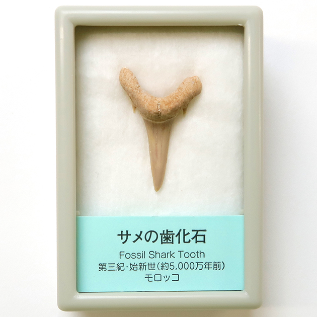 サメの歯化石｜化石標本・分売｜化石販売・鉱物販売の東京サイエンス