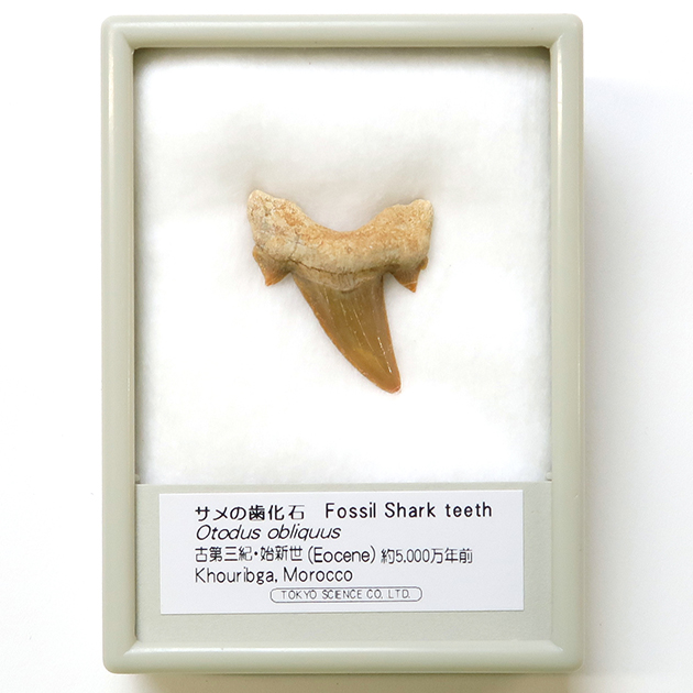 サメの歯化石｜化石標本・分売｜化石販売・鉱物販売の東京サイエンス