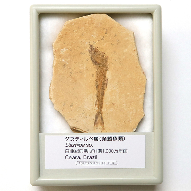 魚化石 額入り ahaci.com