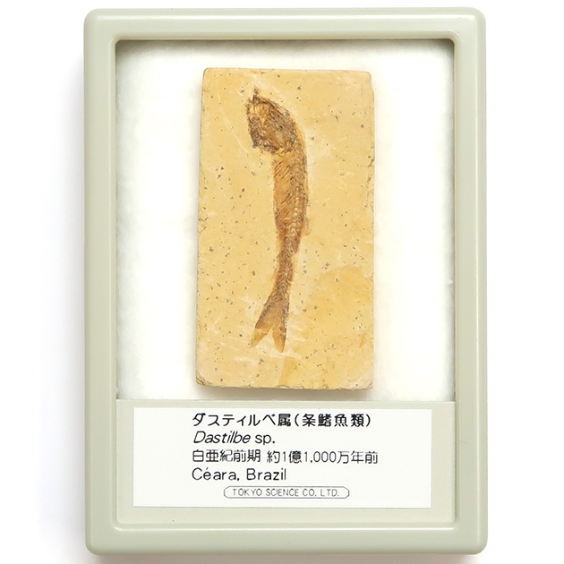 魚の化石 本物