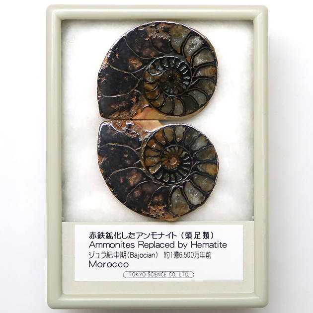 アンモナイト｜化石標本・分売｜化石販売・鉱物販売の東京サイエンス