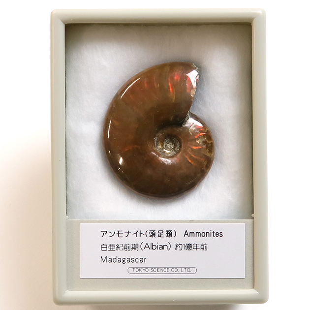 東京サイエンス アンモナイト化石 - 通販 - wayambaads.com