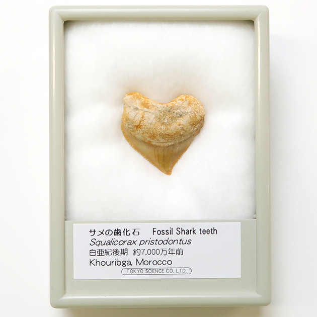 サメの歯　化石標本 サメの歯化石｜化石標本・分売｜化石販売・鉱物販売の東京サイエンス