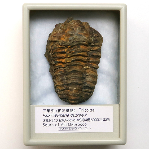 三葉虫｜化石標本・分売｜化石販売・鉱物販売の東京サイエンス