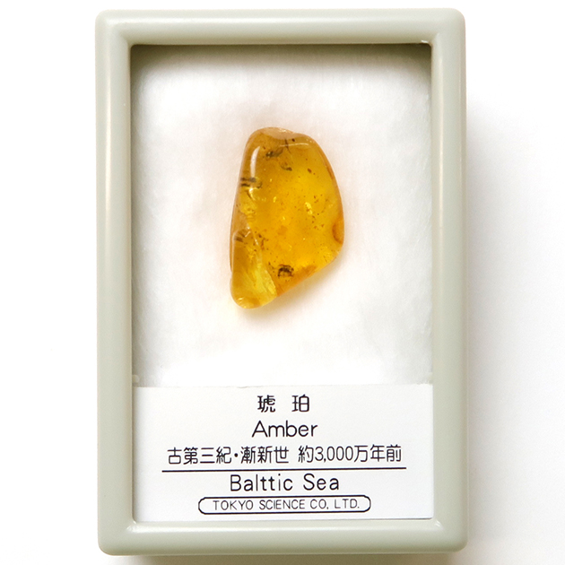 琥珀｜化石標本・分売｜化石販売・鉱物販売の東京サイエンス