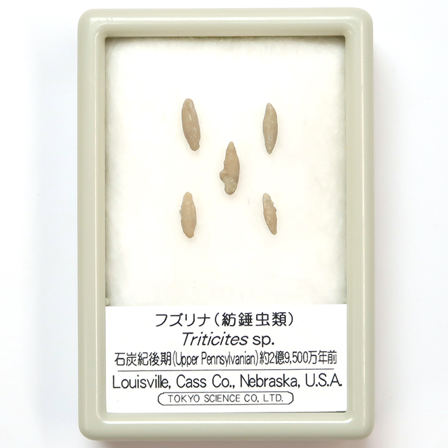 有孔虫類｜化石販売・鉱物販売の東京サイエンス