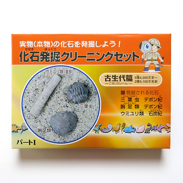 お家で発掘！－化石発掘クリーニングセットプレゼント企画｜化石販売