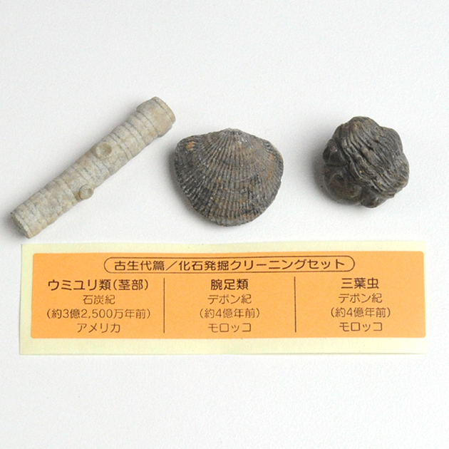 化石発掘クリーニングセット｜実験・体験シリーズ｜化石販売