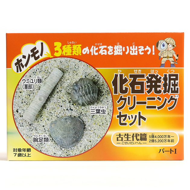 化石の採集・クリーニングの道具について(1) | Glycymerisの
