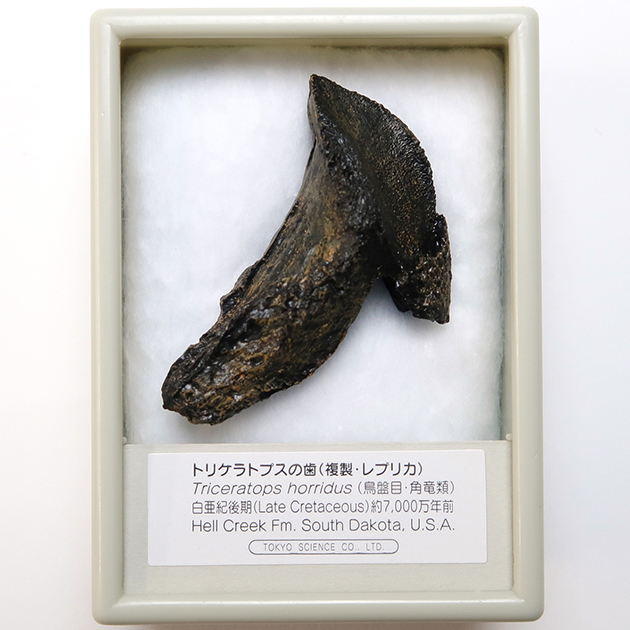 美品 ティラノサウルス 歯 化石 レプリカ 180mm  trr28 美品 ティラノサウルス 歯 化石 レプリカ 180mm trr28（美品