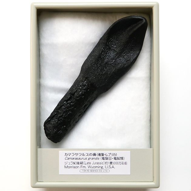 恐竜レプリカ｜化石標本・分売｜化石販売・鉱物販売の東京サイエンス