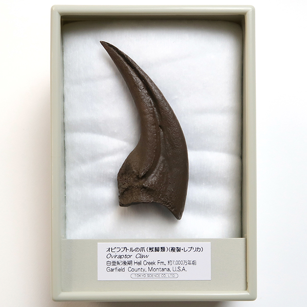恐竜の爪の化石