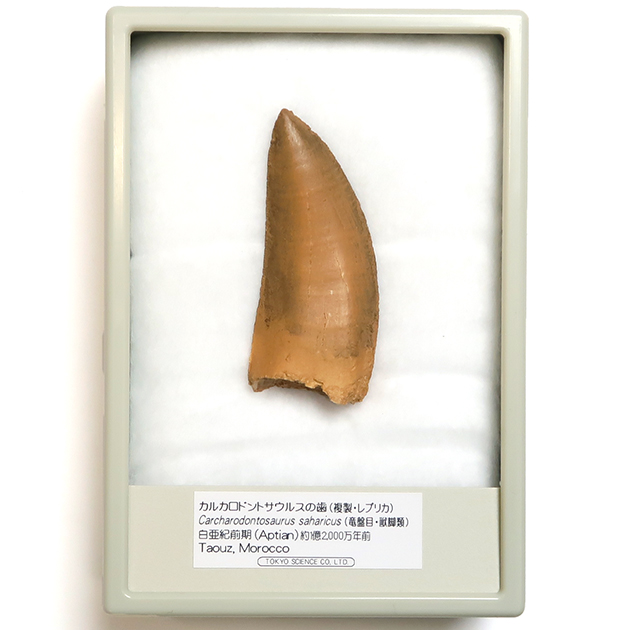 恐竜レプリカ｜化石標本・分売｜化石販売・鉱物販売の東京サイエンス