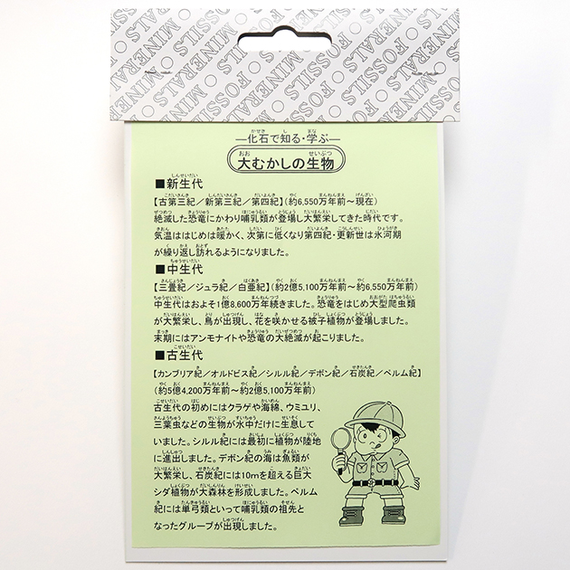 化石など6種 化石標本6種｜化石販売・鉱物販売の東京サイエンス