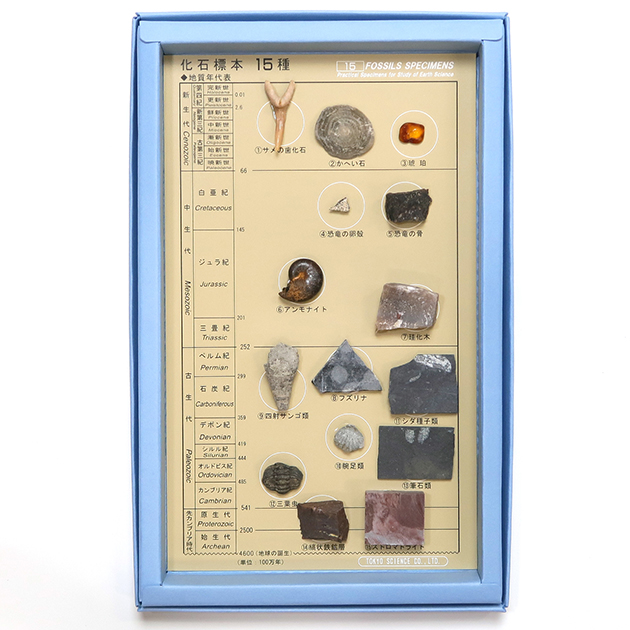 化石標本15種｜化石販売・鉱物販売の東京サイエンス