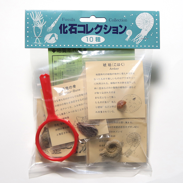 化石コレクション10種｜化石販売・鉱物販売の東京サイエンス