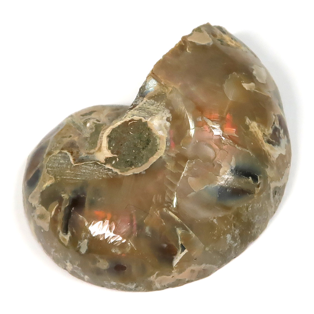 オウムガイの化石（Nautilus）｜化石販売・鉱物販売の東京サイエンス