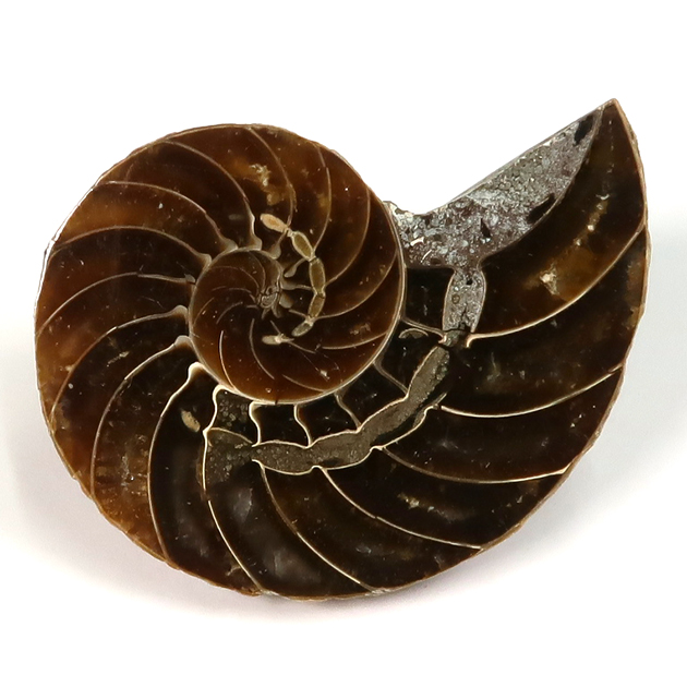 オウムガイの化石（Nautilus）｜化石販売・鉱物販売の東京サイエンス