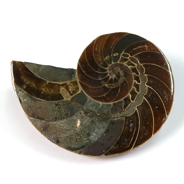 オウムガイの化石（Nautilus）｜化石販売・鉱物販売の東京サイエンス