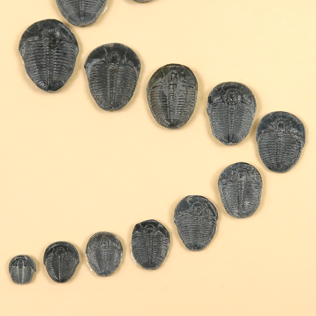 三葉虫　エルラシア　レッド　希少　極美麗 三葉虫 エルラシア レッド 希少 極美麗 三葉虫 エルラシア