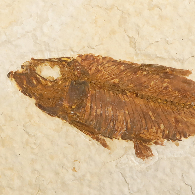 全景がクッキリ保存！白亜紀の絶滅魚化石、ダスティルベ
