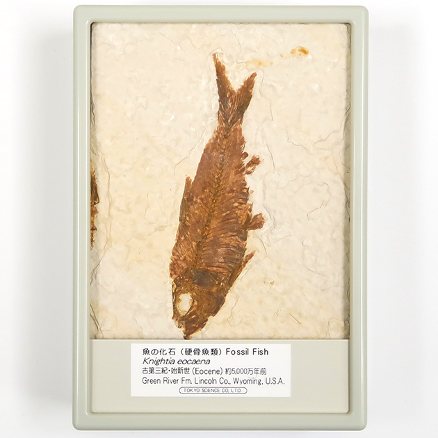 未使用 1930年頃（昭和初期）日本製 金魚と草の水中花 三種類（