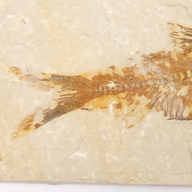 魚の化石（Green River Fm.）｜化石販売・鉱物販売の東京サイエンス