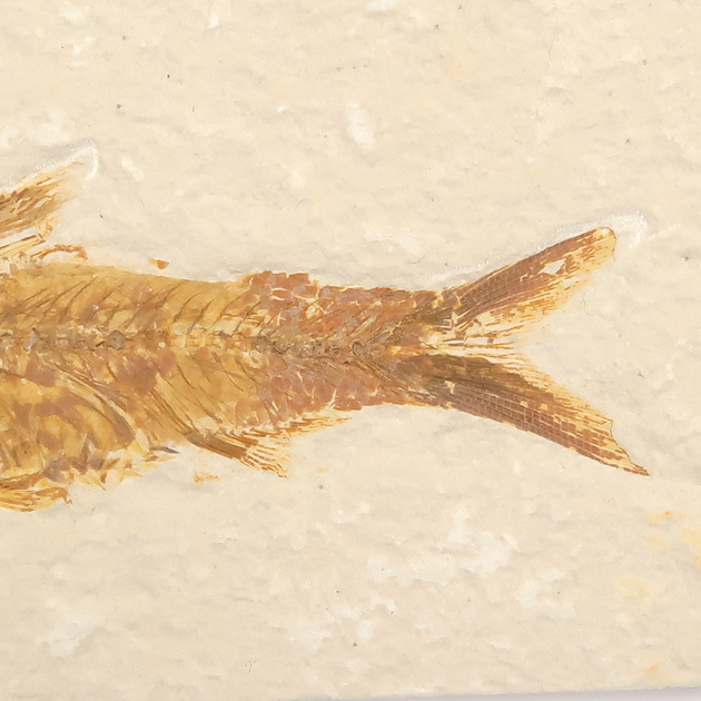 魚の化石（Green River Fm.）｜化石販売・鉱物販売の東京サイエンス