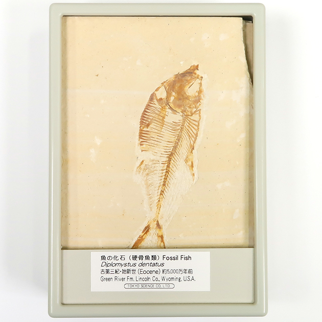 魚の化石 魚の化石…骨が良く見て取れるが、アジの開きと大差ないようにも