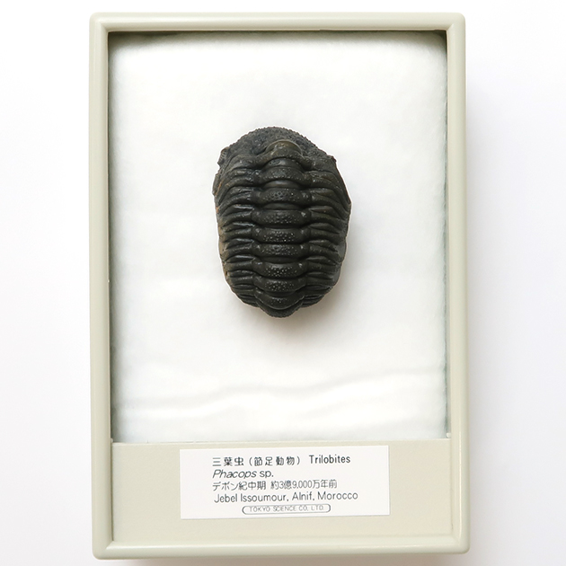 三葉虫（Phacops）｜化石販売・鉱物販売の東京サイエンス