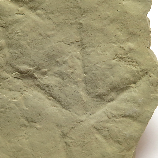 鳥の足跡化石（Fossil Bird Tracks）｜化石販売・鉱物販売の東京サイエンス