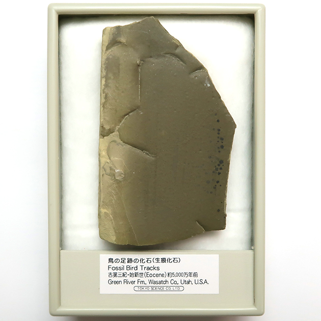 化石 鳥の足跡化石（Fossil Bird Tracks）｜化石販売・鉱物販売の東京