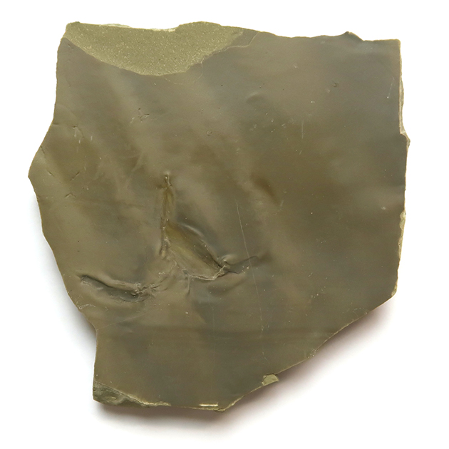 #化石 #動物足跡 世界最小の足跡化石」を発見 | WIRED.jp