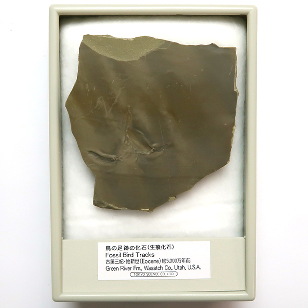 鳥の足跡化石（Fossil Bird Tracks）｜化石販売・鉱物販売の東京