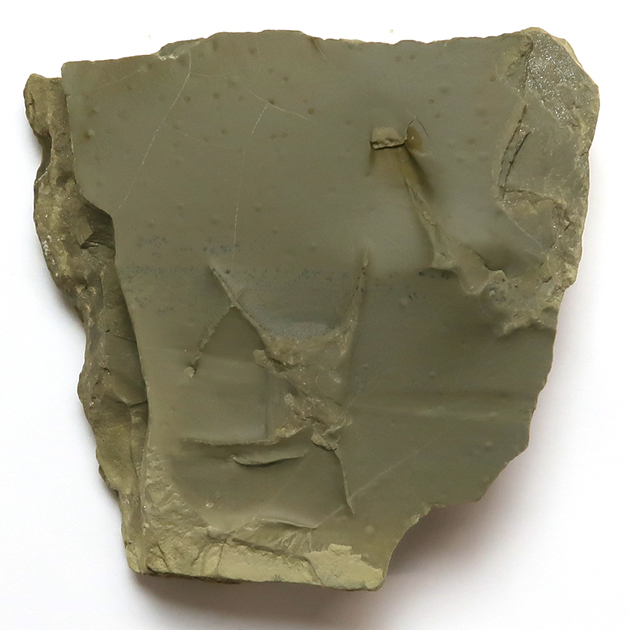 #化石 #動物足跡 鳥の足跡化石（Fossil Bird Tracks）｜化石販売・鉱物販売の東京