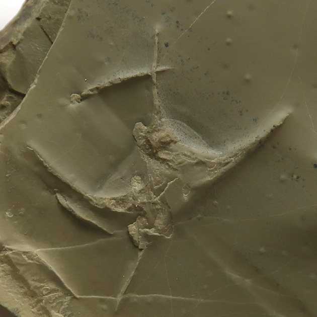 #化石 #動物足跡 鳥の足跡化石（Fossil Bird Tracks）｜化石販売・鉱物販売の東京