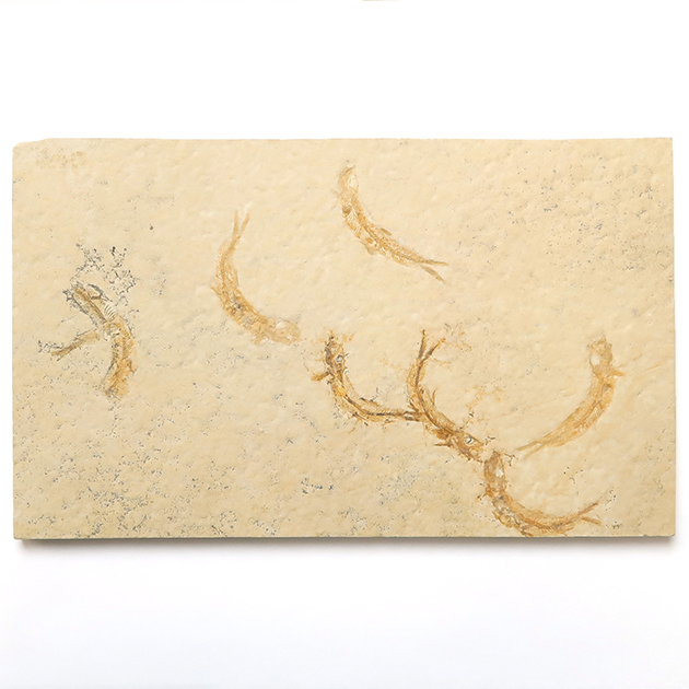 魚の化石（Leptolepides）｜化石販売・鉱物販売の東京サイエンス