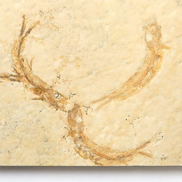 魚の化石（Leptolepides）｜化石販売・鉱物販売の東京サイエンス