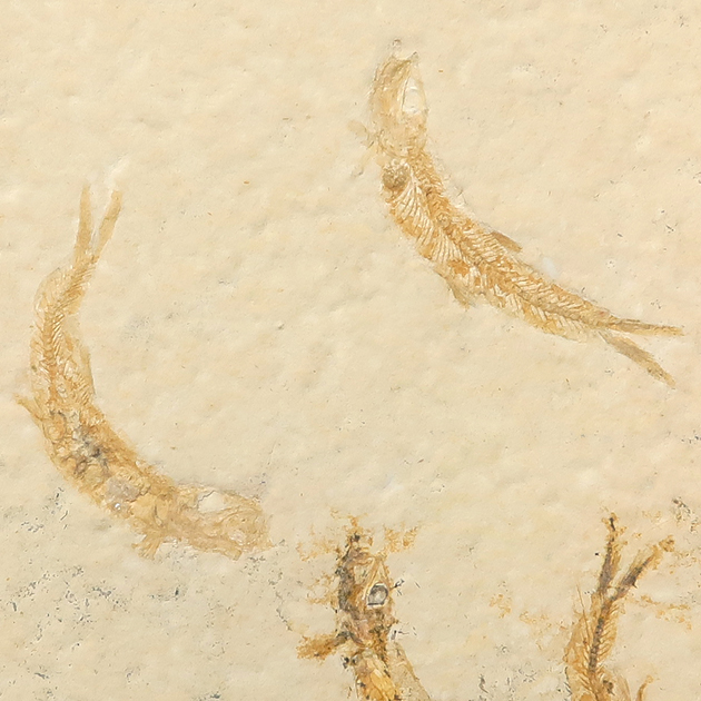 魚の化石（Leptolepides）｜化石販売・鉱物販売の東京サイエンス