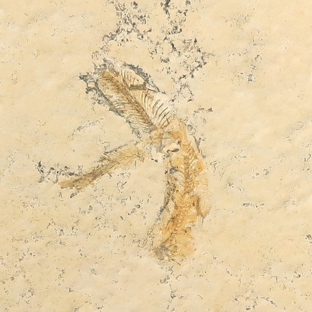 魚の化石（Leptolepides）｜化石販売・鉱物販売の東京サイエンス