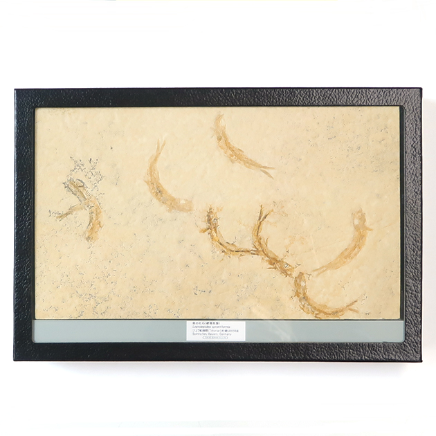 魚の化石（Leptolepides）｜化石販売・鉱物販売の東京サイエンス