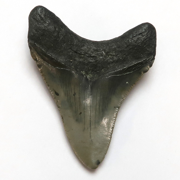 過去販売－サメの歯化石（Carcharodon）｜化石販売・鉱物販売の東京 