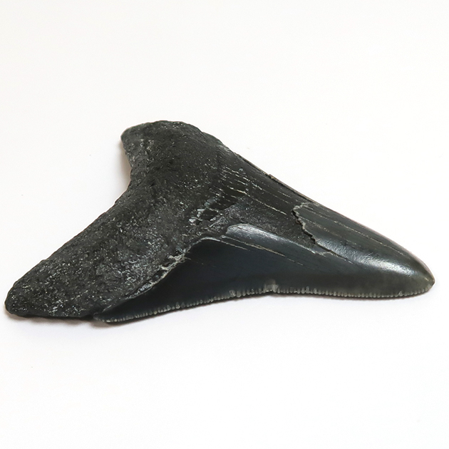 サメの歯化石（Carcharodon megalodon）｜化石販売・鉱物販売の
