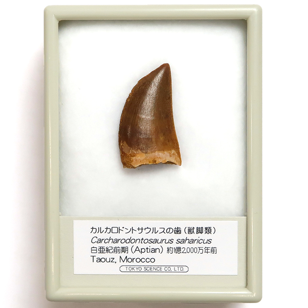 カルカロドントサウルス 歯 化石 本物 モロッコ産 41.83mm fca4 | www