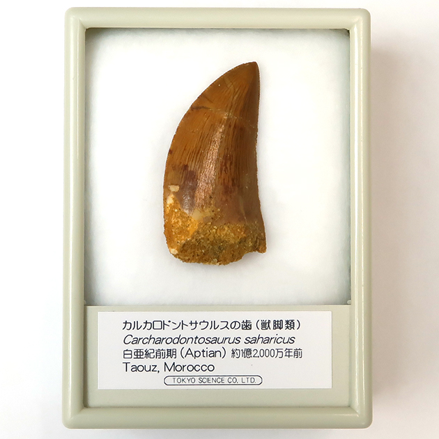 過去販売－カルカロドントサウルスの歯（Carcharodontosaurus）｜化石 