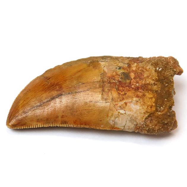 カルカロドントサウルスの歯（Carcharodontosaurus）｜化石販売・鉱物 
