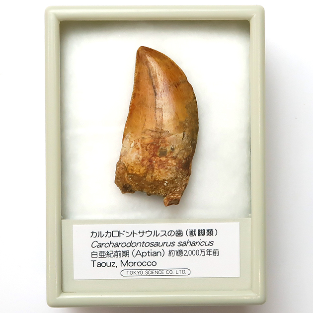 カルカロドントサウルスの歯（Carcharodontosaurus）｜化石販売・鉱物 
