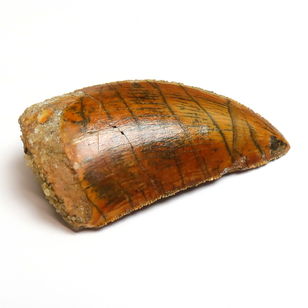 カルカロドントサウルス，母石付け